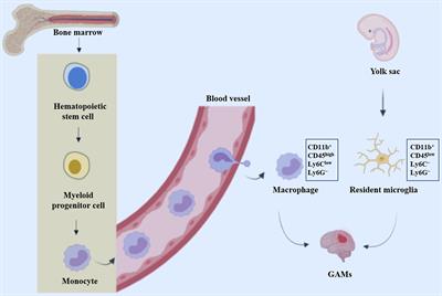 Signal Pathways Involved in the Interaction Between Tumor-Associated Macrophages/TAMs and Glioblastoma Cells